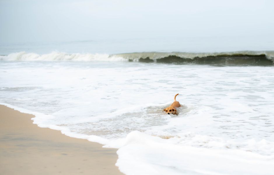 Why Your Dog Won't Eat and Is Vomiting White Foam