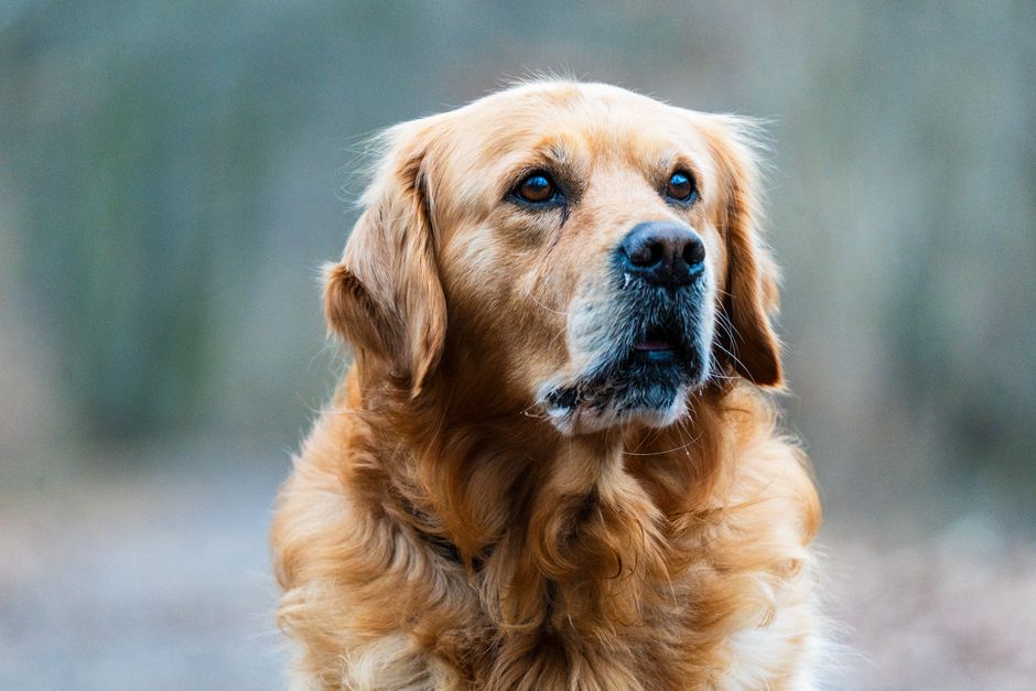 Dog ACL Surgery: Recovery Timeline And True Costs