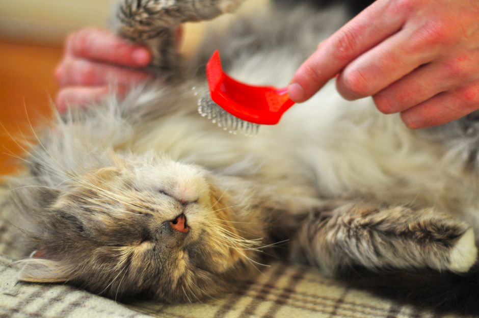 Stop Cat Matting Before It Starts: A Prevention Guide