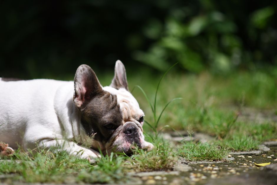 Why Flat-Faced Dogs Face Serious Health Risks