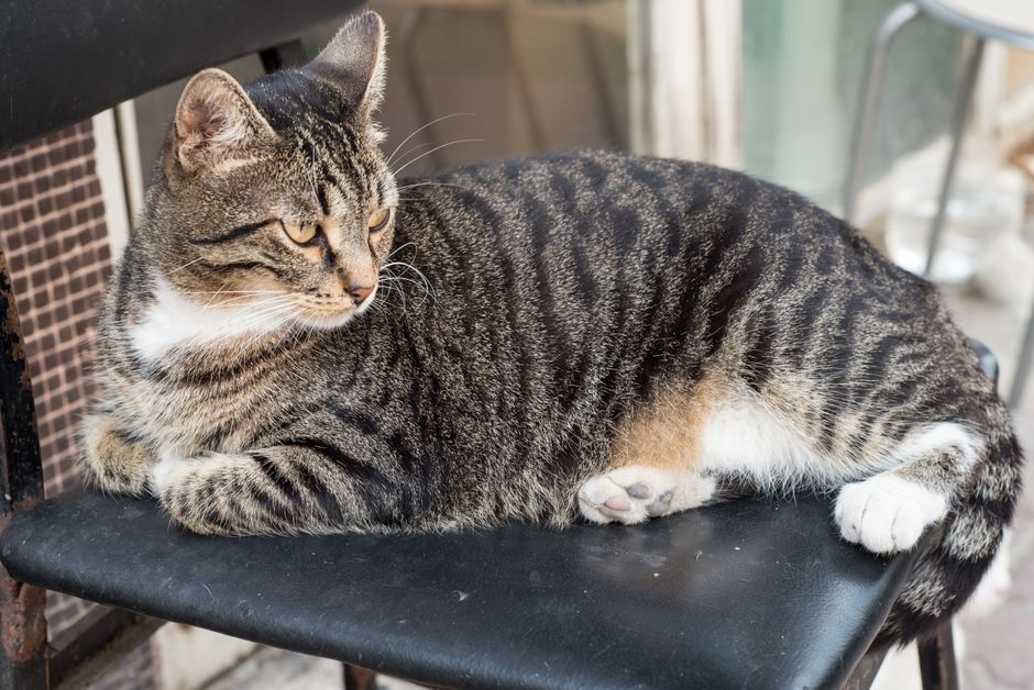 Why Overweight Cats Face Serious Health Problems