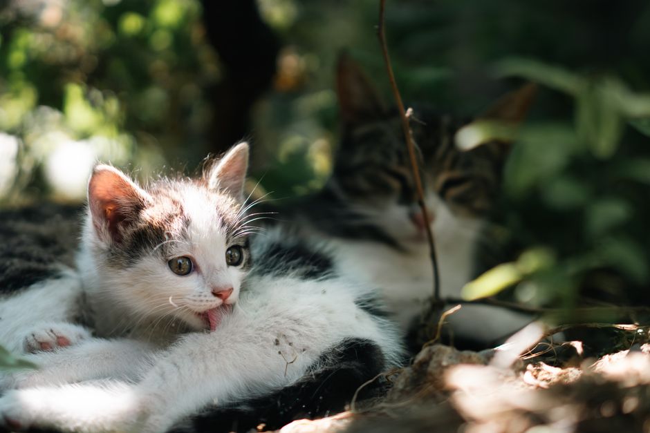 Indoor Cat Deworming: A Vet's Schedule Guide