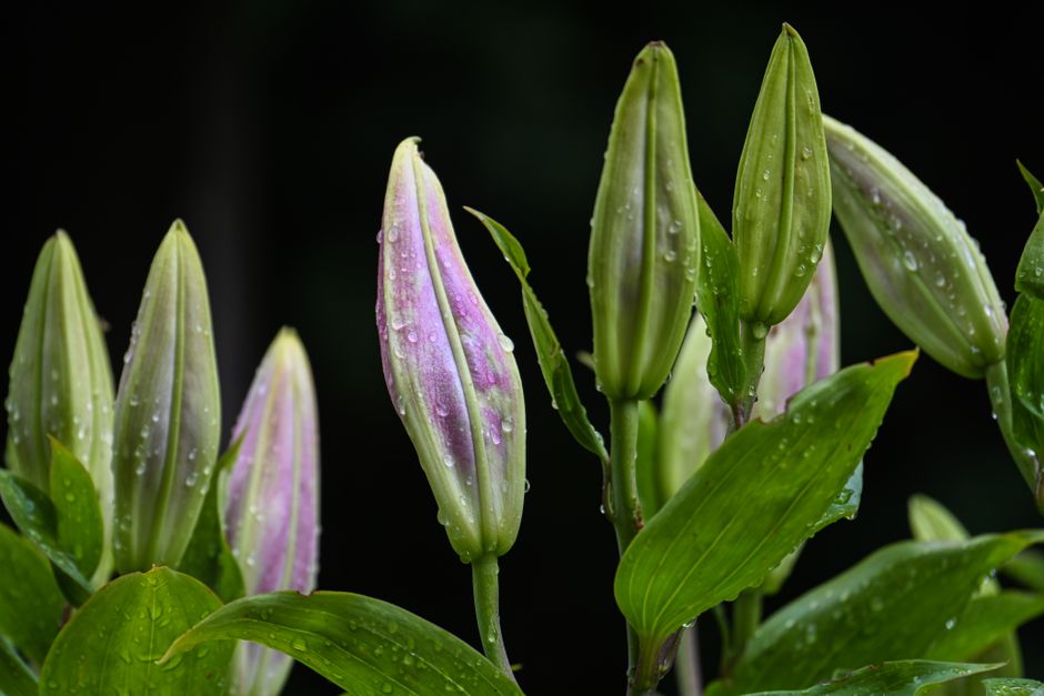 Keep Your Cat Safe: 25 Common Toxic Plants