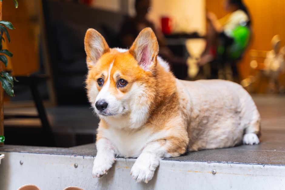 Keep Your Dog at a Healthy Weight: A Smart Owner's Guide