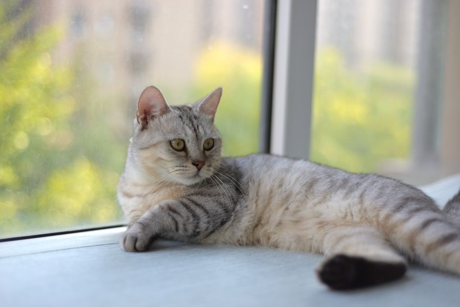 Insulin Injections For Cats: A Step-By-Step Guide