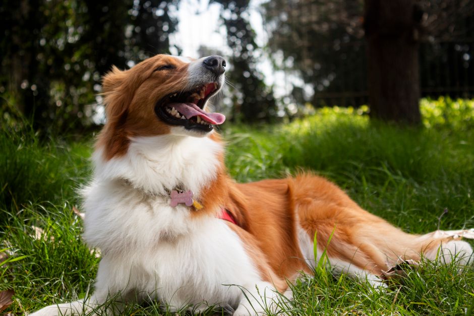 Safe Benadryl Dosing for Dogs With Allergies