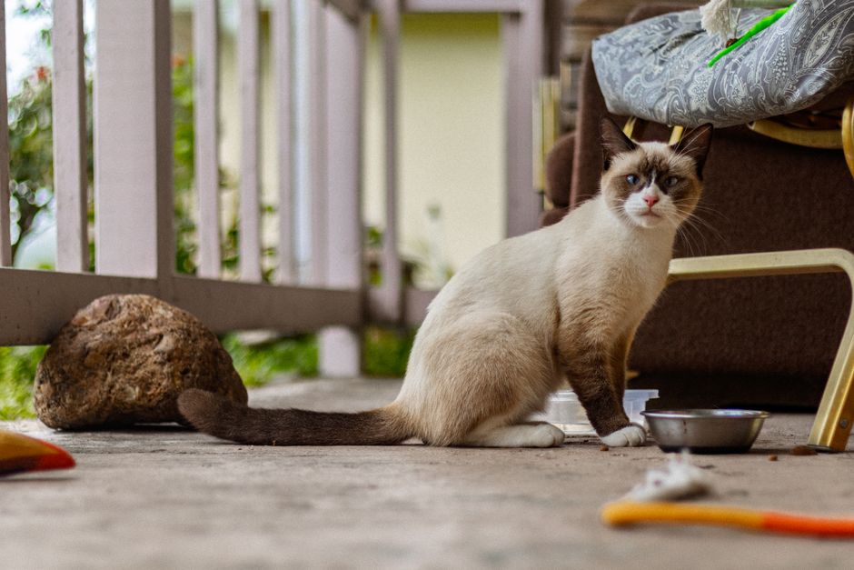 Cat Vomiting: 10 Real Reasons and When to Worry