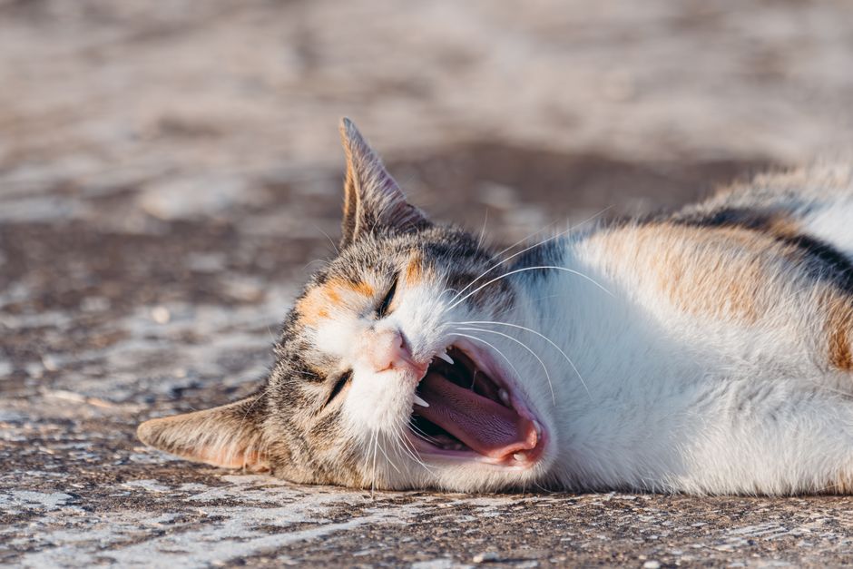 Is Your Cat Suffering? 5 Pain Signs Pet Owners Miss