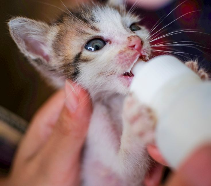 Your Kitten's First Year Vet Visit Checklist