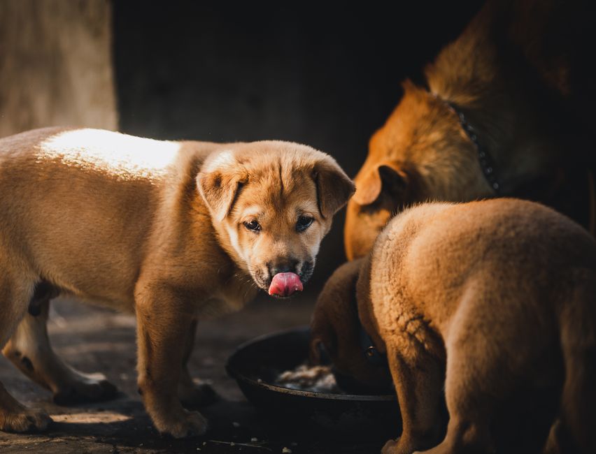 Pedigree Wet Dog Food Recall: What the Fraud Angle Means for You