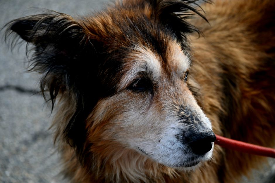 Help Your Senior Dog Move Better: Top Joint Supplements