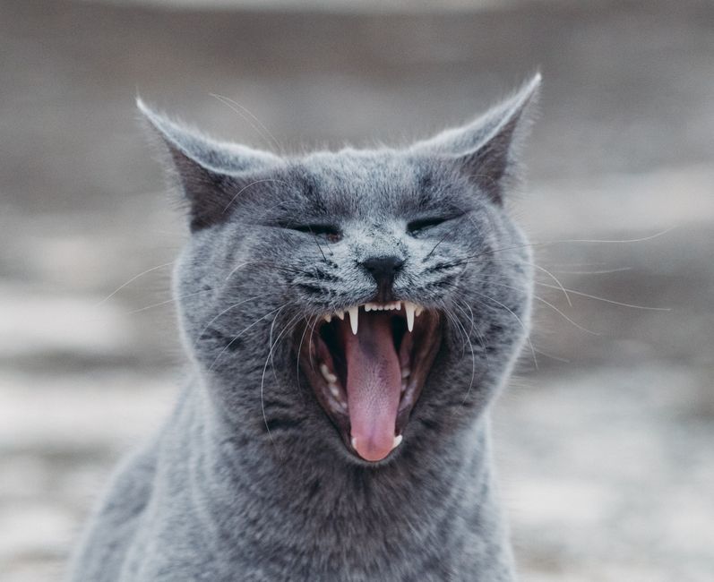 Why Your Cat's Cough Might Be Asthma