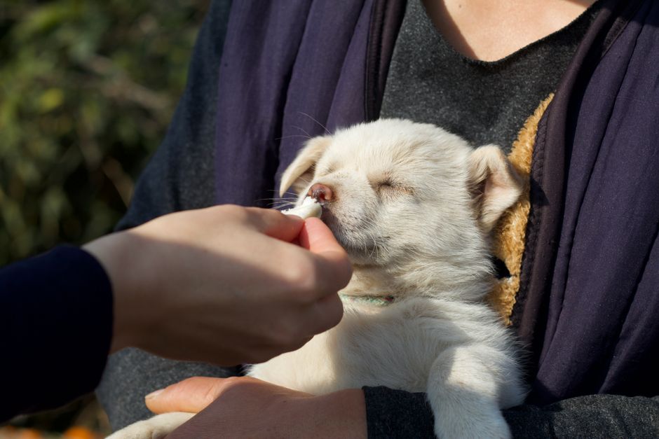 Why NSAIDs For Dogs Carry Hidden Health Risks