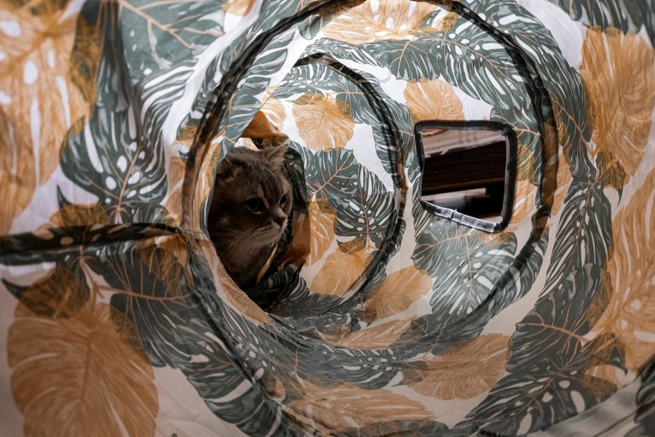 12 Cat Enrichment Ideas to Keep Indoor Cats Happy