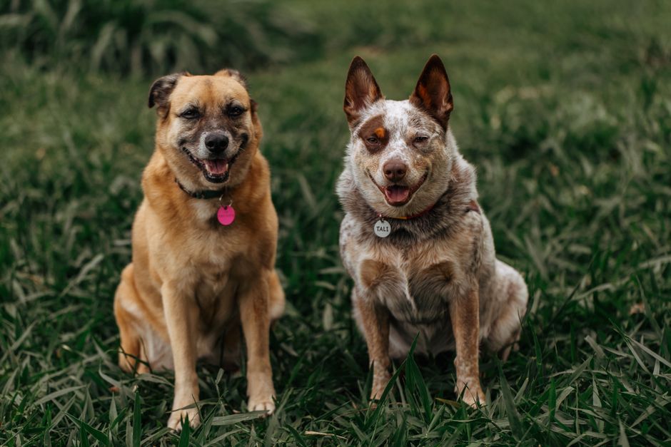 Stop Parasites Before They Start: Vet-Approved Flea and Tick Prevention