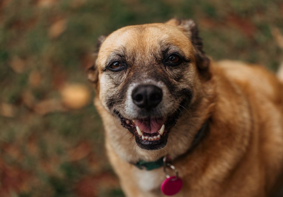 How To Clear Your Dog's Eye Infection Safely