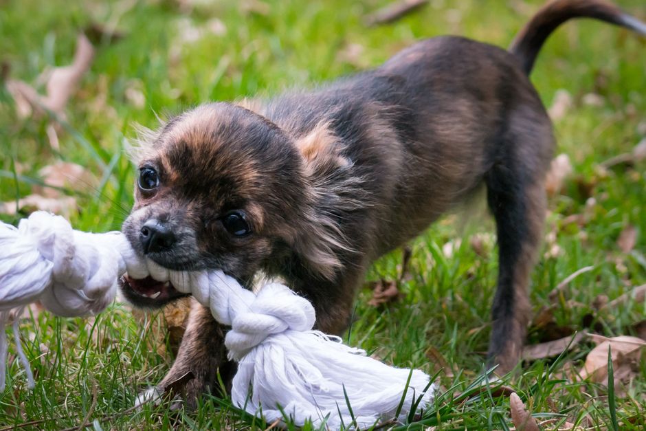 Keep Your Dog's Teeth Healthy: A Vet's Guide