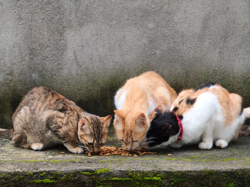Why Your Cat Won't Eat But Seems Fine