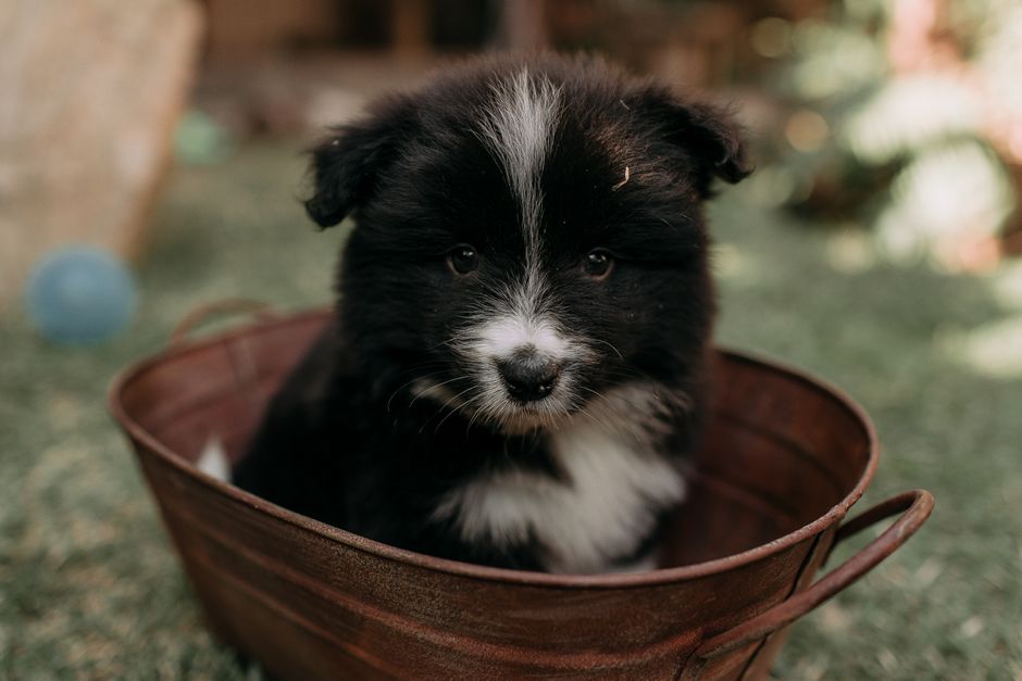 Keep Your New Pet Healthy During the First Week Home