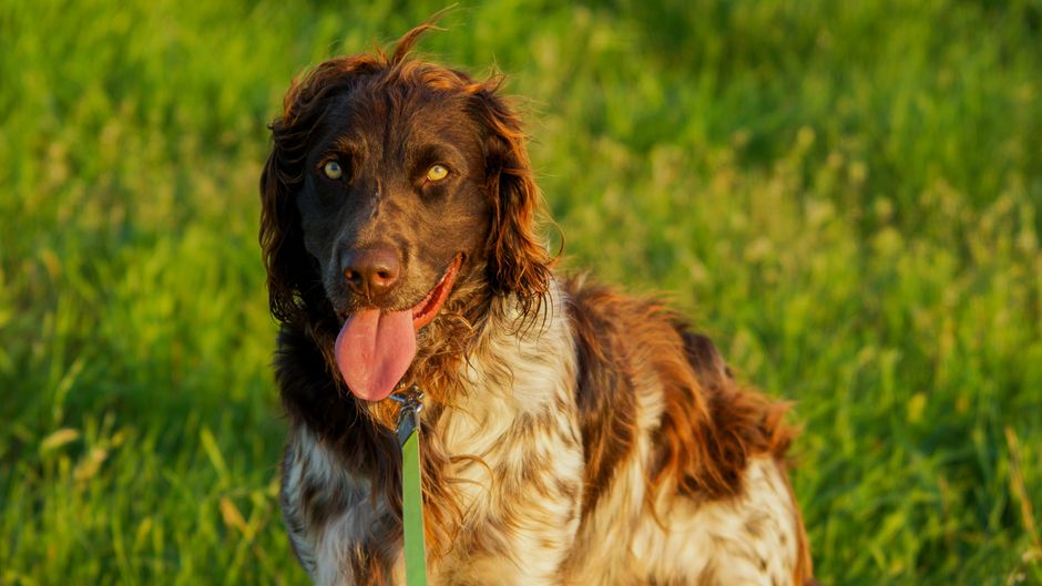 Why Your Dog Pants at Night: 6 Common Causes