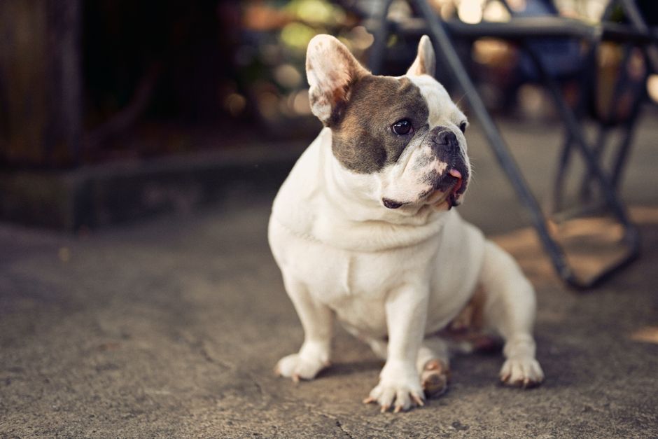 French Bulldog Health Issues: What Every Owner Needs To Know