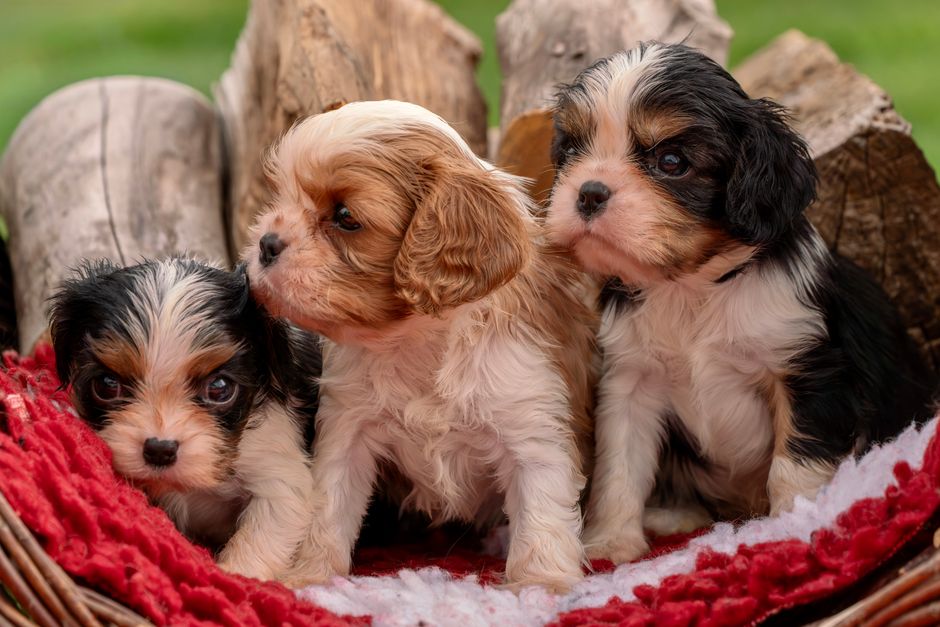 Your Puppy's First Year Vet Visits: The Complete Schedule