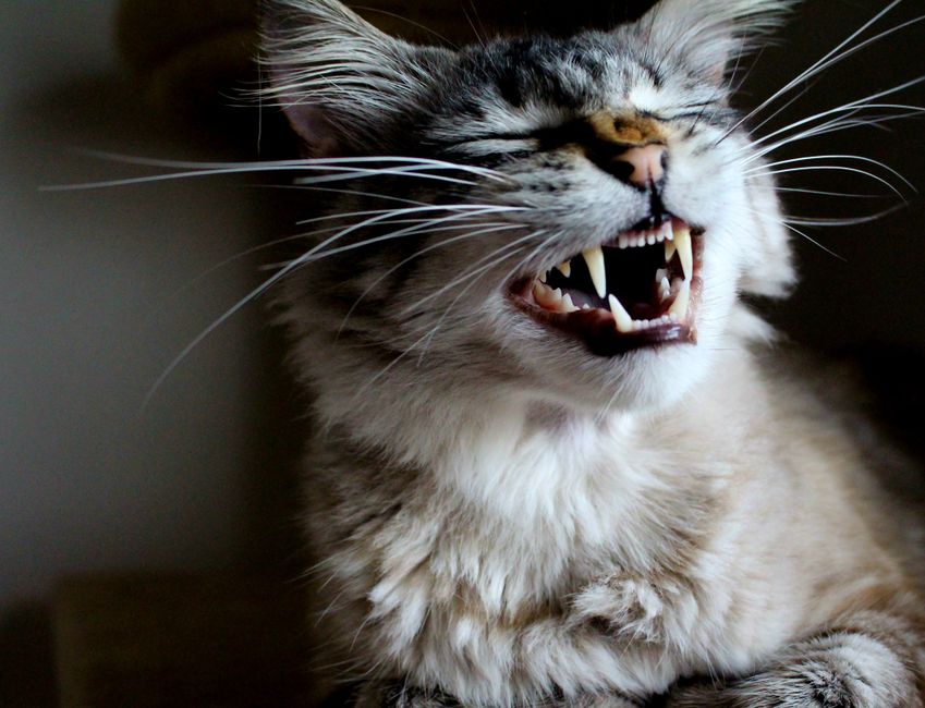 Is Your Cat's Breath a Warning Sign of Dental Disease?