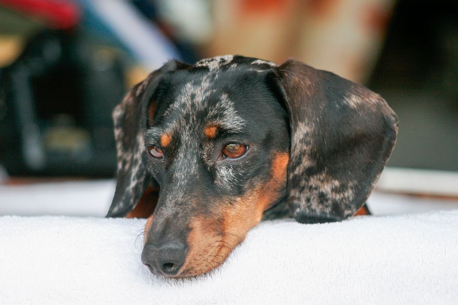 Dog Ear Hematoma: When Surgery Is Needed and Alternatives
