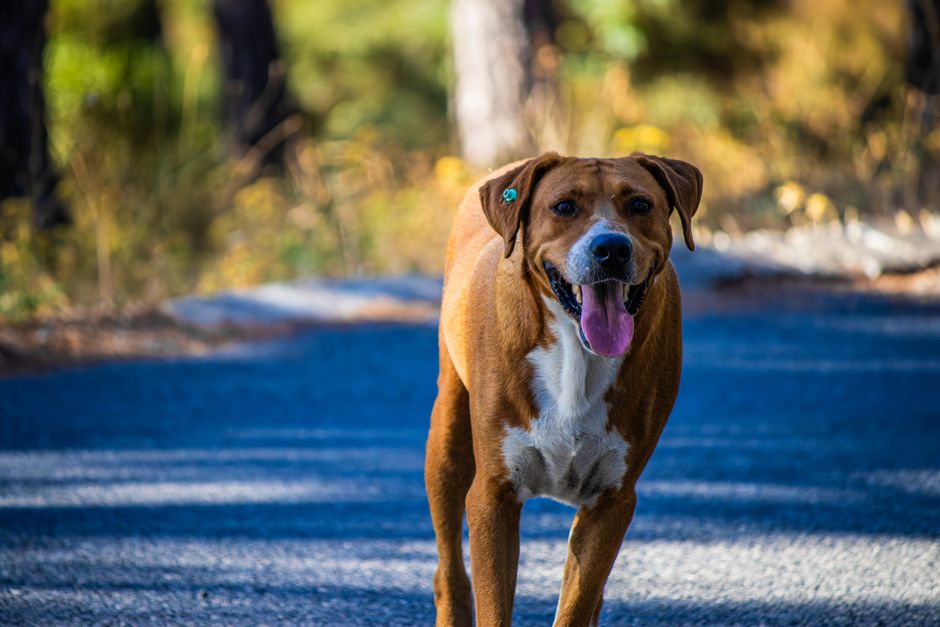 Why Dogs Develop Luxating Patellas and How to Help
