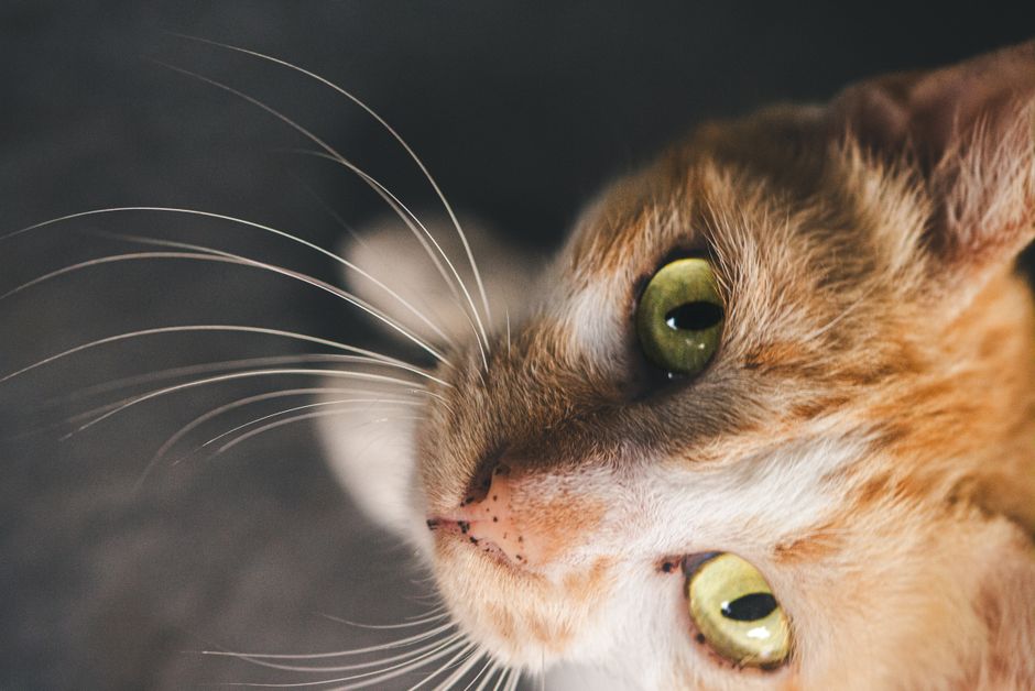 What Your Cat's Annual Wellness Exam Should Include