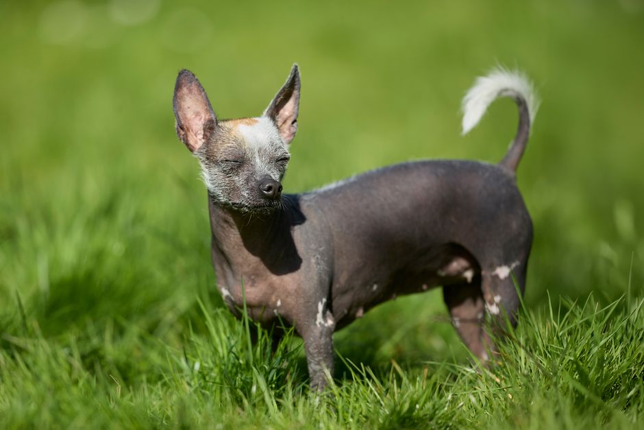 Mange in Dogs: 2 Types, Symptoms, and Treatment Options