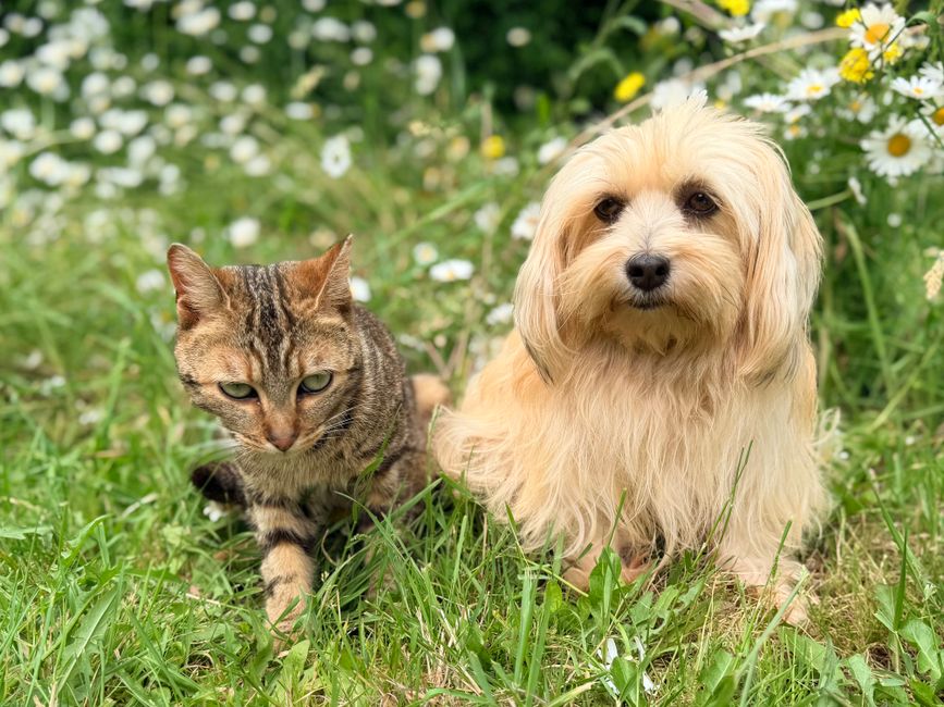 Why Vets Recommend Spaying And Neutering Your Pets