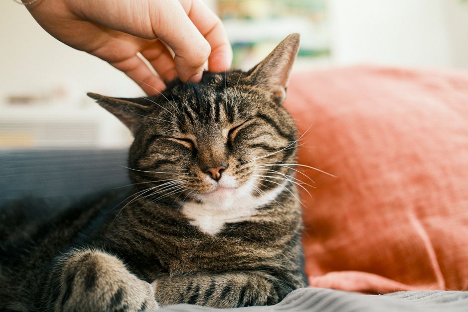 Stop Furniture Damage: Why Cats Scratch And How To Stop It