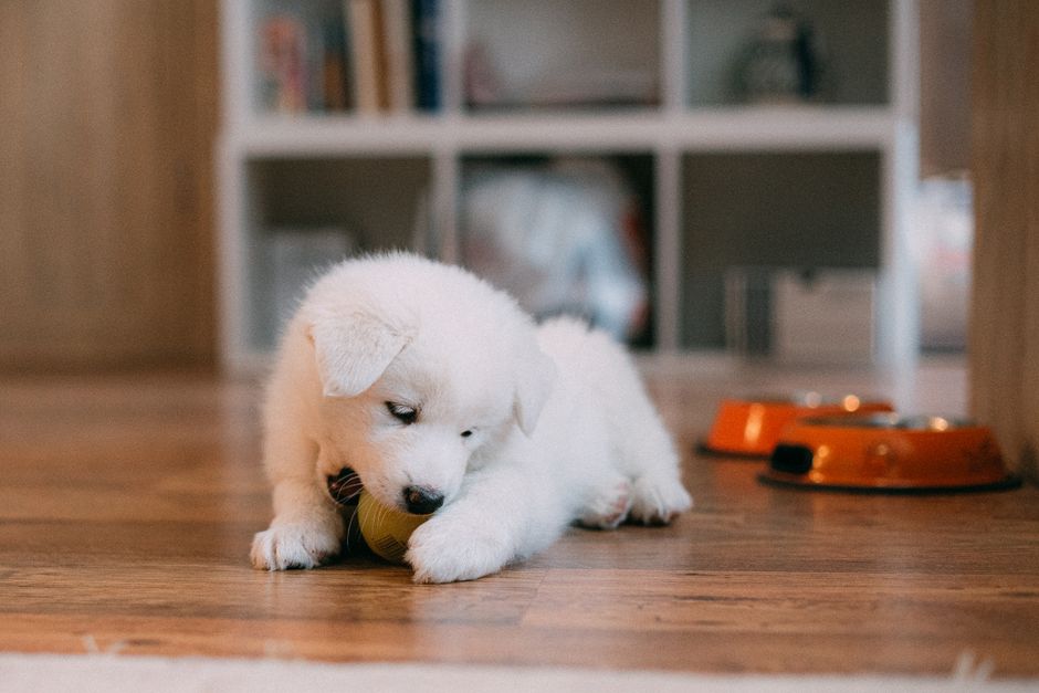 Pancreatitis Diet for Dogs: Foods to Feed and Avoid