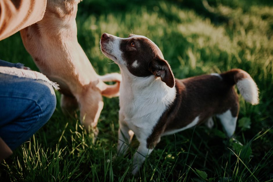 Why Is My Dog Scratching So Much? 9 Common Causes