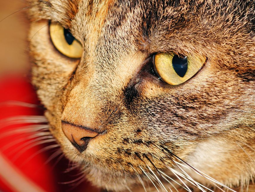 FIV in Cats: What You Need to Know
