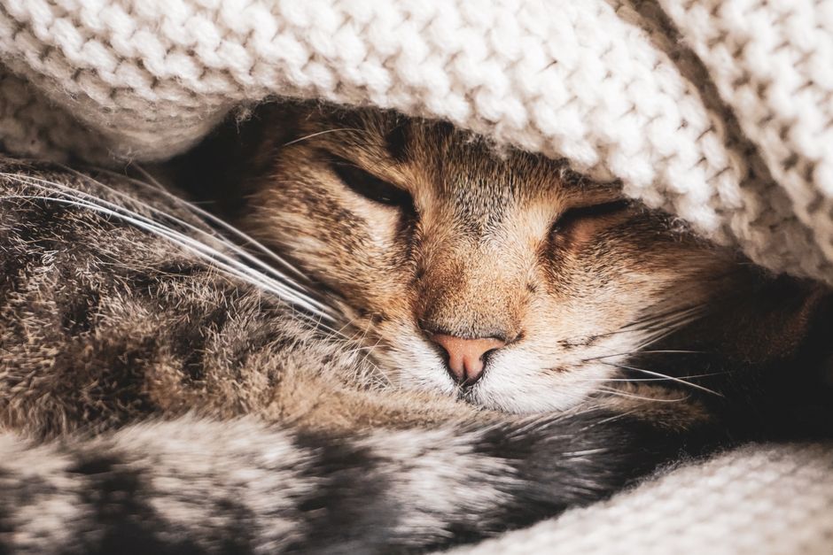 Calming Your Cat For Car Trips: A Safe Guide