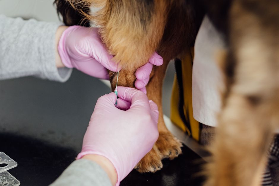 Your Dog's First Vet Visit: What to Expect and How to Prepare