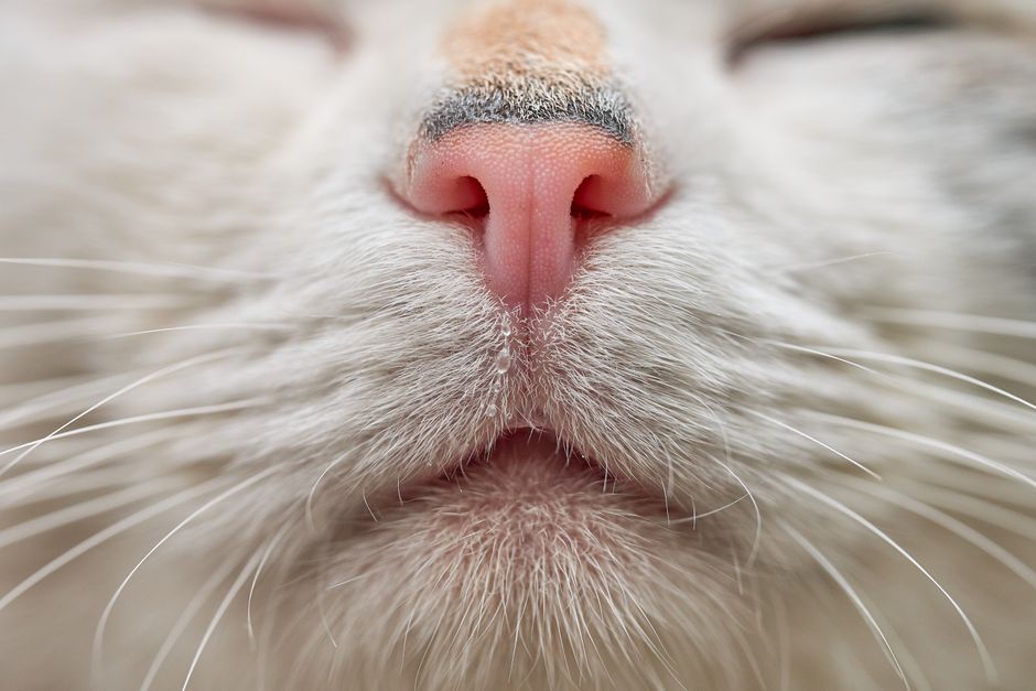Signs Your Cat Has an Upper Respiratory Infection