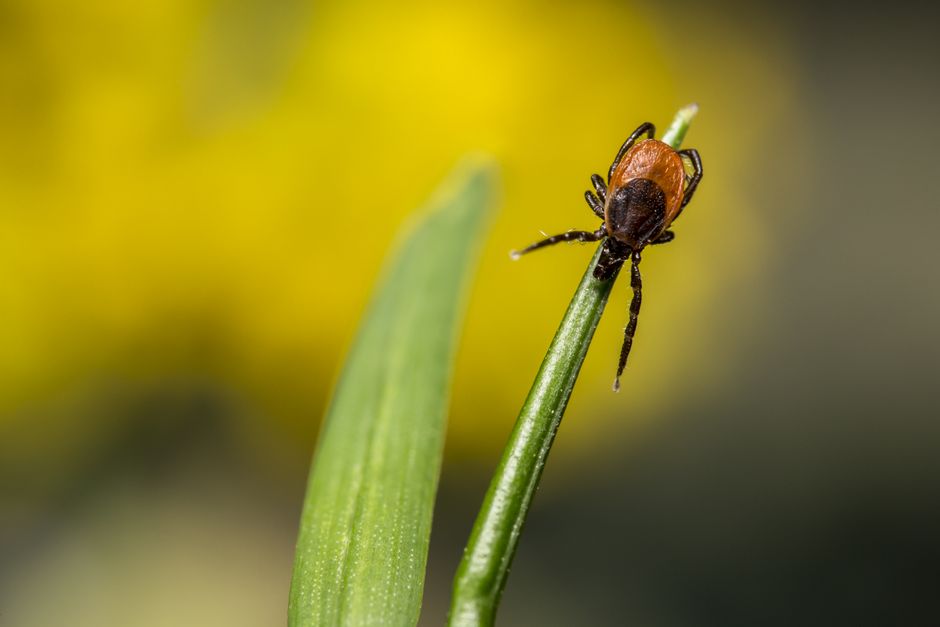 300,000 Dogs Affected: Tick-Borne Disease Guide