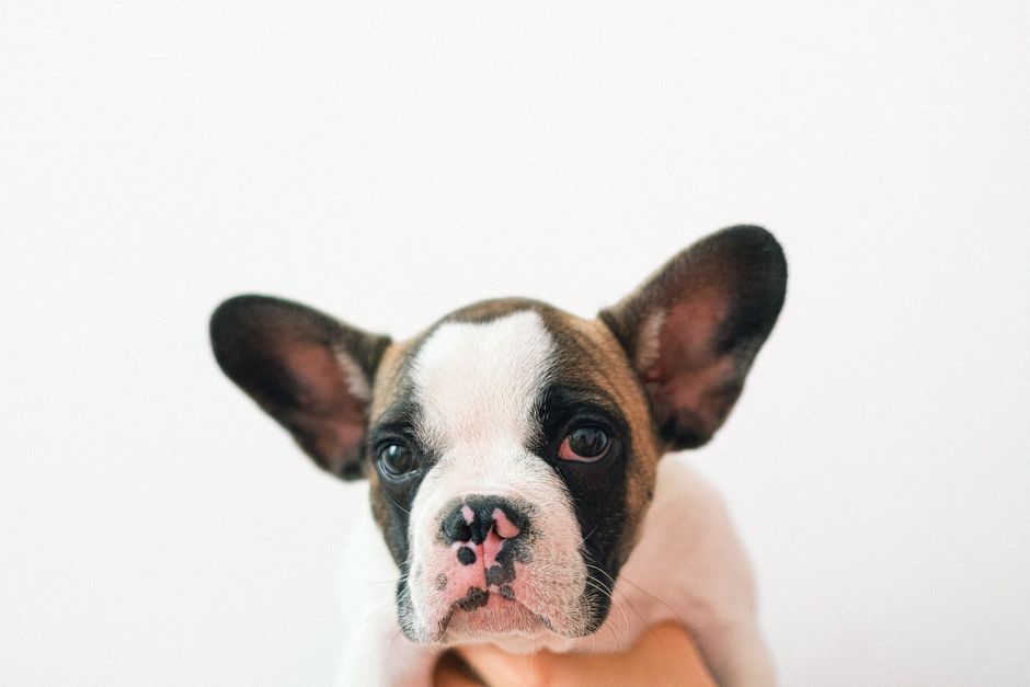 Spot Ear Infections in Dogs: Signs and Solutions