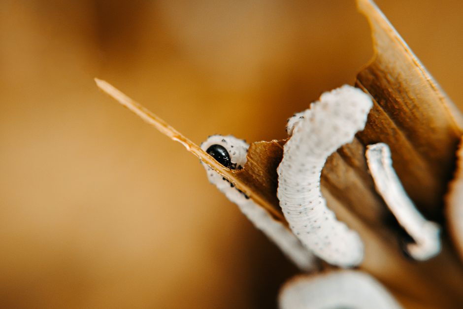 New World Screwworm Is Now in the U.S.: What Pet Owners Must Know