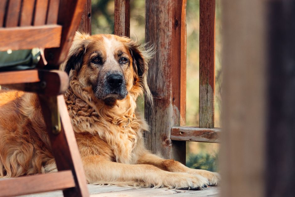 Keep Your Senior Dog Healthy: Essential Care Tips
