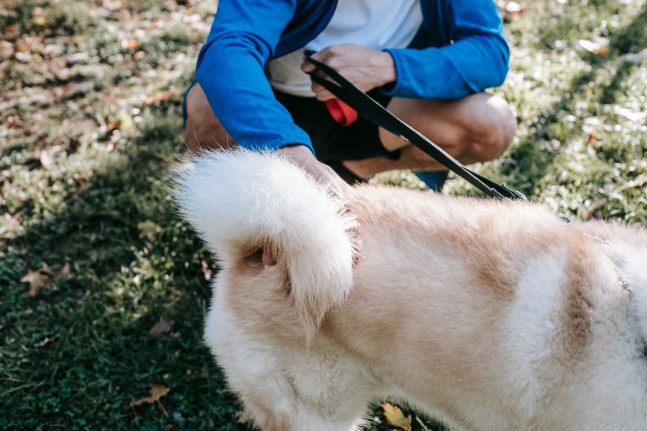 What Your Dog's Urine Test Results Really Mean