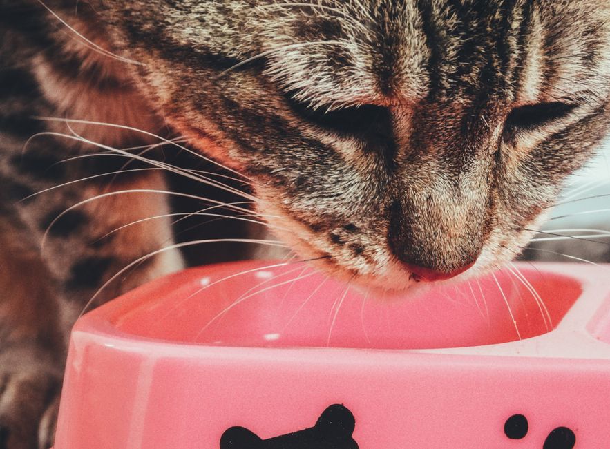 Foods That Support Feline Kidney Health
