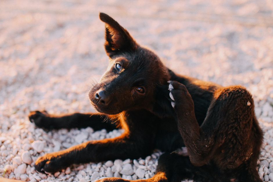 Stop Dog Hot Spots Before They Spread
