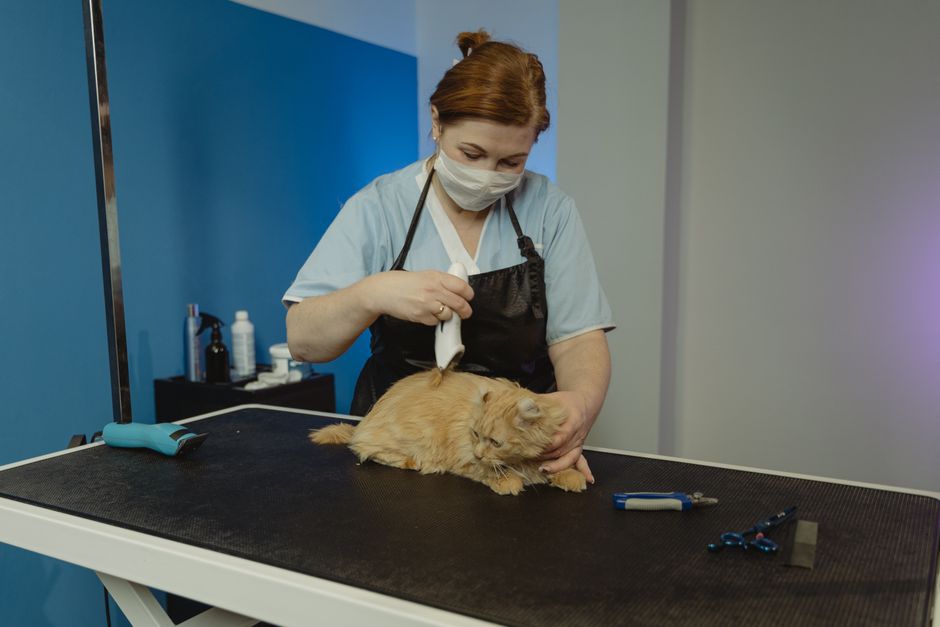 What Your Cat's Annual Vet Visit Will Include