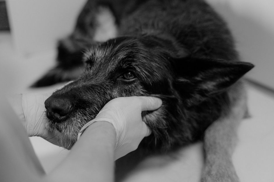 Warning Signs Your Dog May Have Skin Cancer