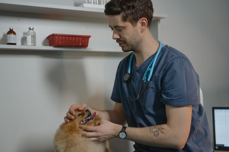 New World Screwworm Is Back in the US and Pets Are at Risk