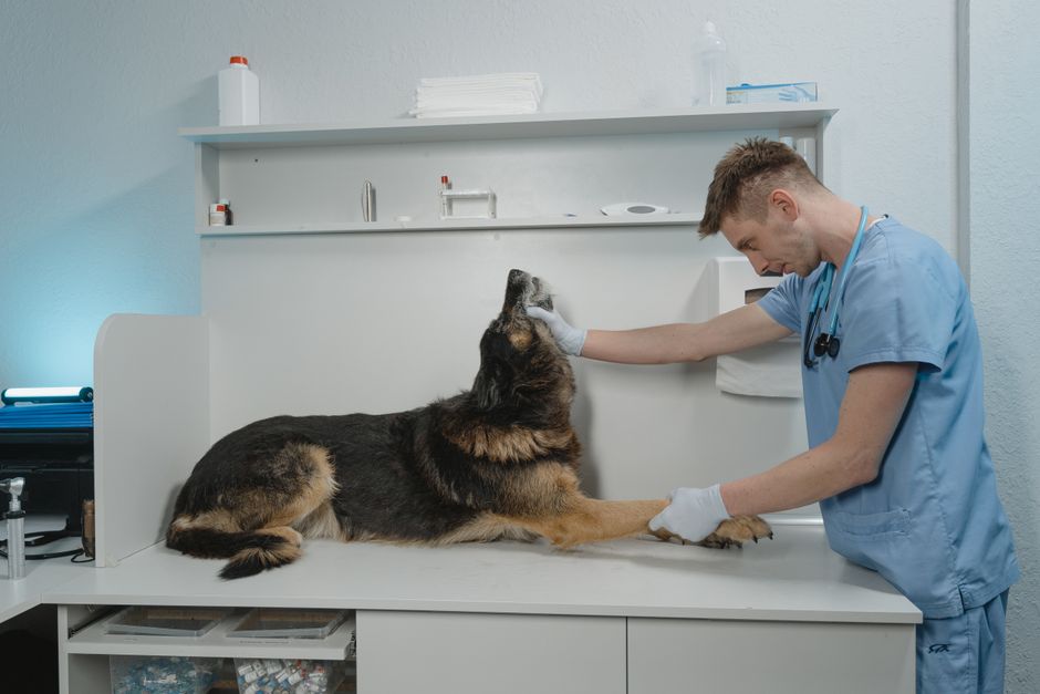 High White Blood Cell Count in Dogs: Causes and What to Do